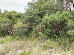 Anigozanthos flavidus