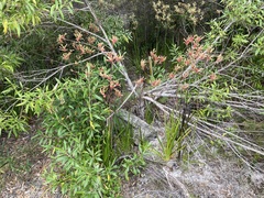 Anigozanthos flavidus