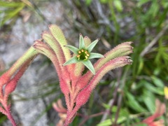 Anigozanthos flavidus