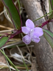 Eremophila debilis