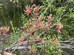 Anigozanthos flavidus