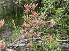 Anigozanthos flavidus