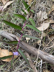Eremophila debilis