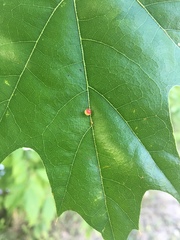 Zopheroteras sphaerula