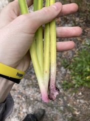 Anigozanthos flavidus