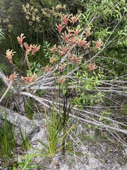 Anigozanthos flavidus