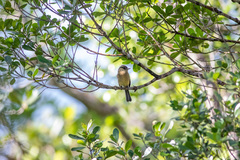 Contopus latirostris