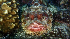 Scorpaena mystes