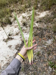 Anigozanthos flavidus