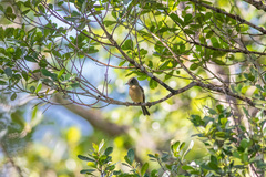 Contopus latirostris