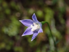 Wahlenbergia violacea