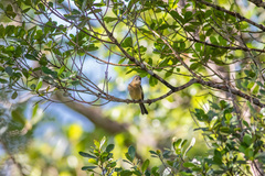 Contopus latirostris