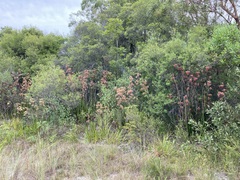 Anigozanthos flavidus