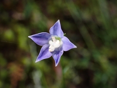 Wahlenbergia violacea