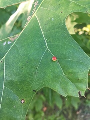 Zopheroteras sphaerula