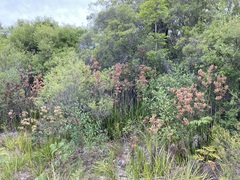 Anigozanthos flavidus