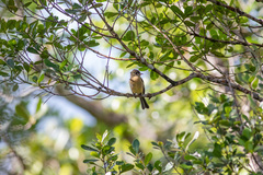 Contopus latirostris