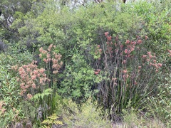 Anigozanthos flavidus