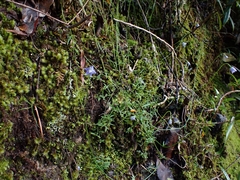 Wahlenbergia violacea