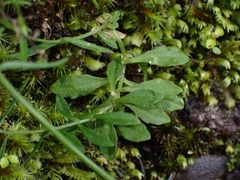Wahlenbergia violacea