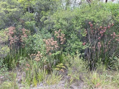 Anigozanthos flavidus