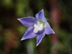 Wahlenbergia violacea
