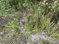 Anigozanthos flavidus