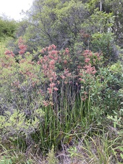 Anigozanthos flavidus