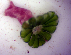 Parvocaulis