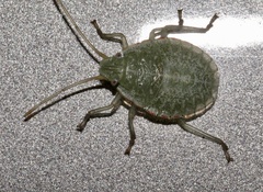 Chlorocoris