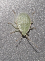 Chlorocoris