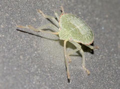 Chlorocoris