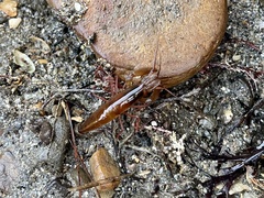 Betaeus longidactylus