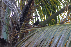 Icterus portoricensis