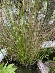 Poa labillardierei