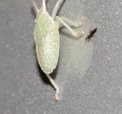 Chlorocoris