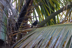 Icterus portoricensis