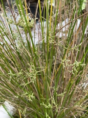 Poa labillardierei