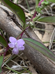 Eremophila debilis