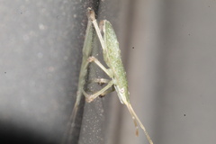 Chlorocoris