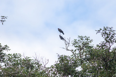 Patagioenas squamosa