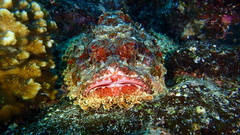 Scorpaena mystes