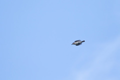 Tyrannus caudifasciatus