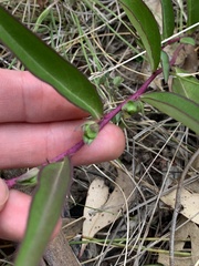 Eremophila debilis
