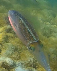 Sepioteuthis sepioidea