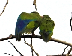 Brotogeris cyanoptera