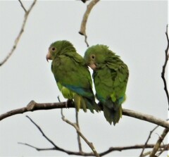 Brotogeris cyanoptera