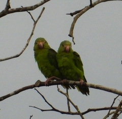 Brotogeris cyanoptera