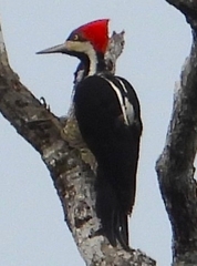 Campephilus melanoleucos