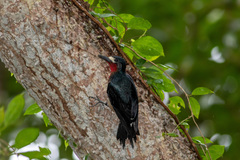 Melanerpes portoricensis